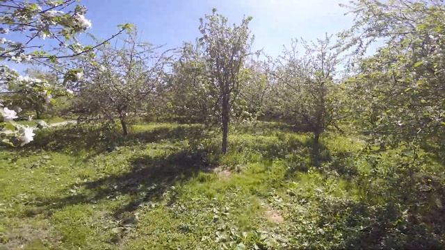 Парк Коломенское. Цветущие сады. 1 часть. смотреть онлайн
