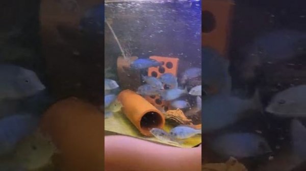 cyrtocara moorii (голубой дельфин) цихлида озера малави