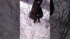 бензопила Урал 2 валим велике дерево