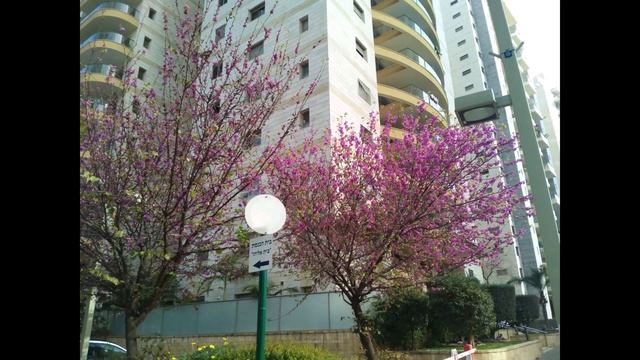 Израиль. Иудино дерево ( Cercis ) и неправильная легенда.