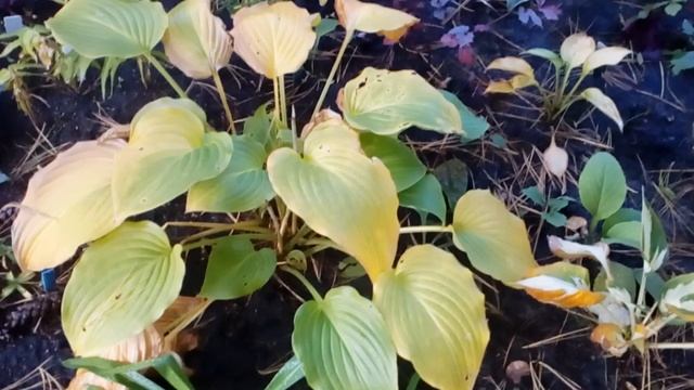 Осенний сад #комната #подсосной #веймутова #хосты #гейхеры #октябрь2021 смотреть онлайн