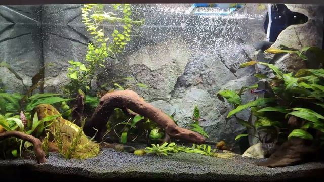 AQUAEL Leddy 75