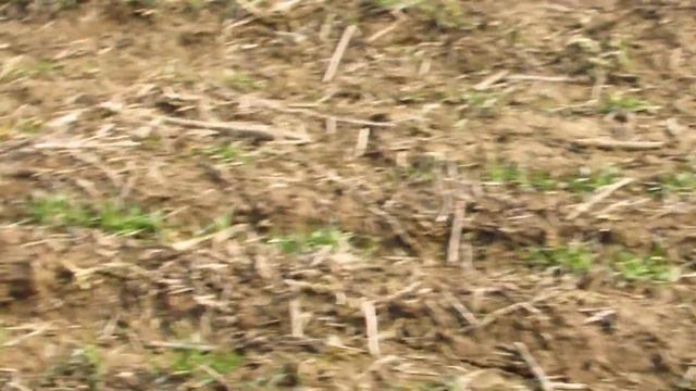 Поздний посев пшеницы смотреть онлайн