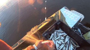 ПРОМЫСЛОВАЯ РЫБАЛКА НА КРАЙНЕМ СЕВЕРЕ / ЛОВЛЯ РЯПУШКИ СЕТЯМИ