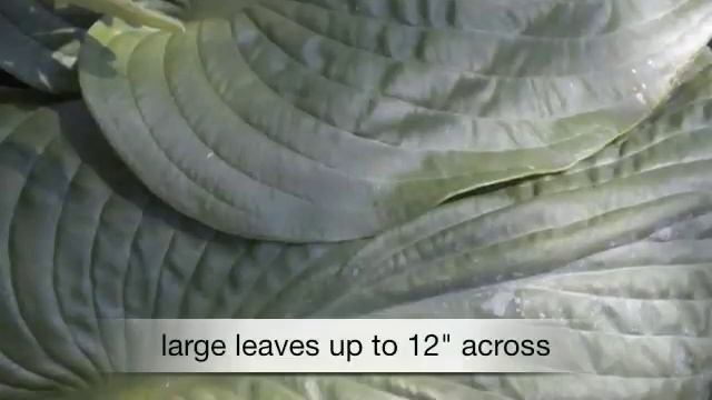 Hosta Elegans смотреть онлайн