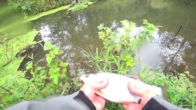 А я не хотел ехать на рыбалку! Плотва как селедка! Ловля крупной плотвы на боковой кивок! смотреть онлайн