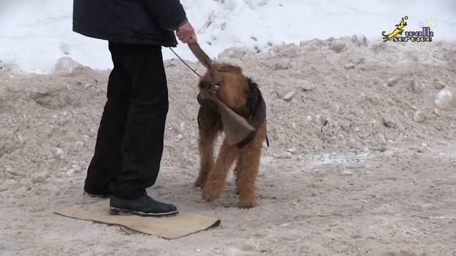 О работе поводком при игре с тряпкой, как научить, команда апорт, ОКД смотреть онлайн