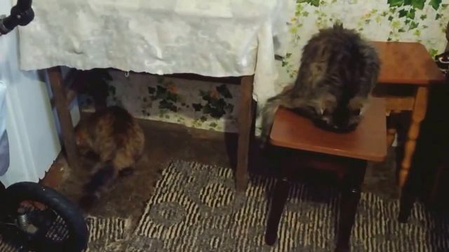 Кошачий выпуск ツ смотреть онлайн