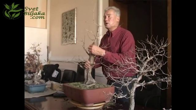 Walter Pall Belgrade Acer campestre review 1