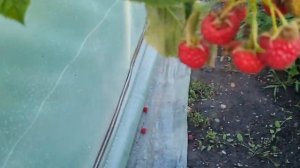 Ремонтантная малина Овация!