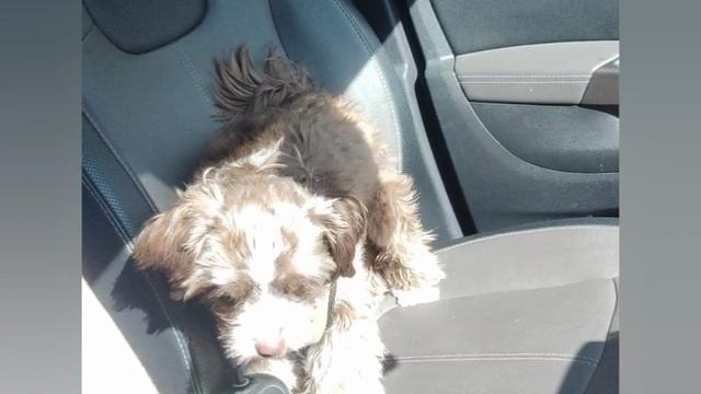 говорящий пёс .mp4