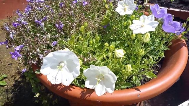 Колокольчик. Можно ли  в одно кашпо всаживать  колокольчик разного вида смотреть онлайн