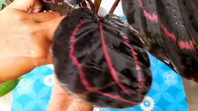 Calathea Roseopicta Dottie Care ........ #garden #plant #indoorplant #calathea #calatheaplant