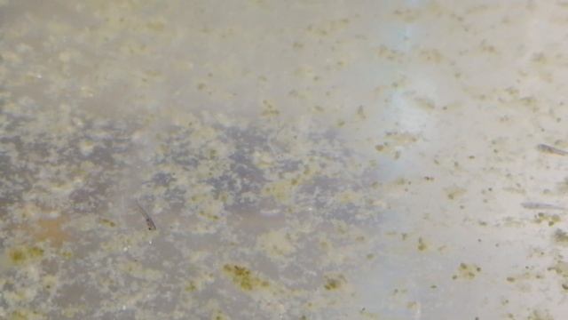 Псевдоскат севилья | Севильи отнерестились | Новые мальки