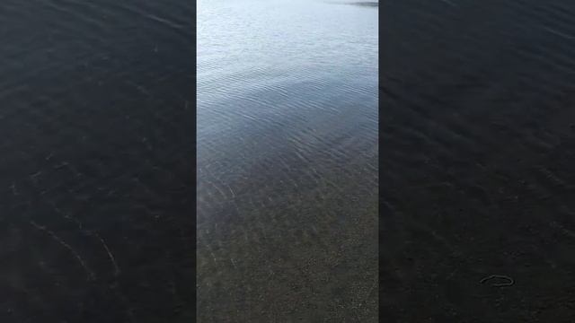 Прозрачная вода и чёрный вулканический песок на Котельниковом озере близ Петропавловска-Камчатского смотреть онлайн