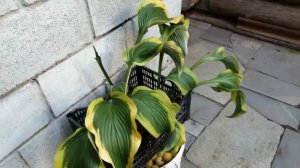 Хоста черный нефрит 2020г