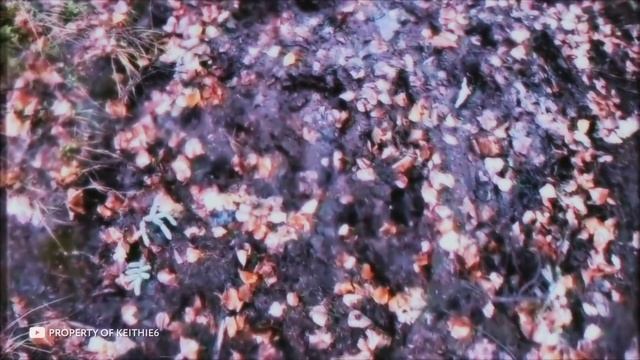 Нечто Необъяснимое Происходит Сейчас на Аляске смотреть онлайн