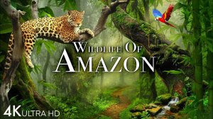 Amazon Wildlife In 4K - Animals That Call The Jungle Home. Amazon Rainforest. Relaxation Film.
