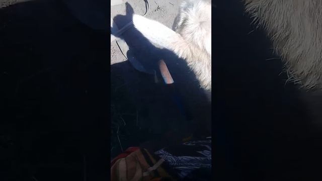 #Кричит 20220530 смотреть онлайн