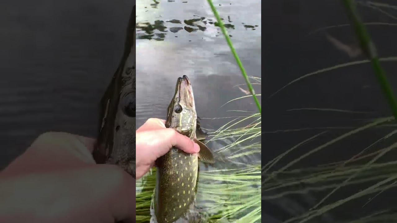 Пятнистый голавль #щука #рыбалка #река смотреть онлайн