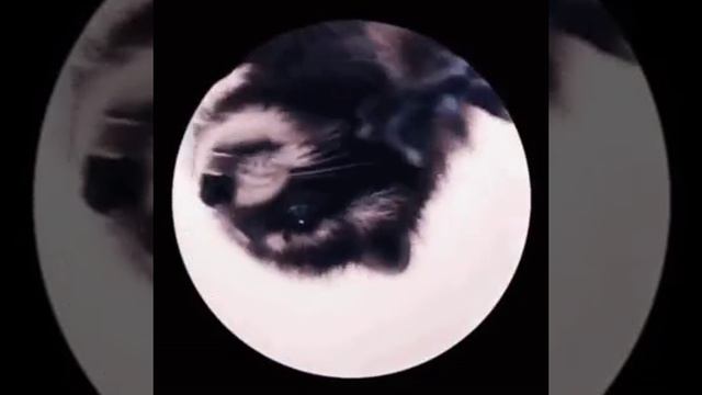 Педро Педро Педро