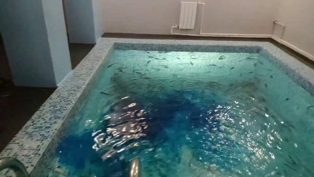 Осетры мальки приехали и приехали и приходят в себя! смотреть онлайн
