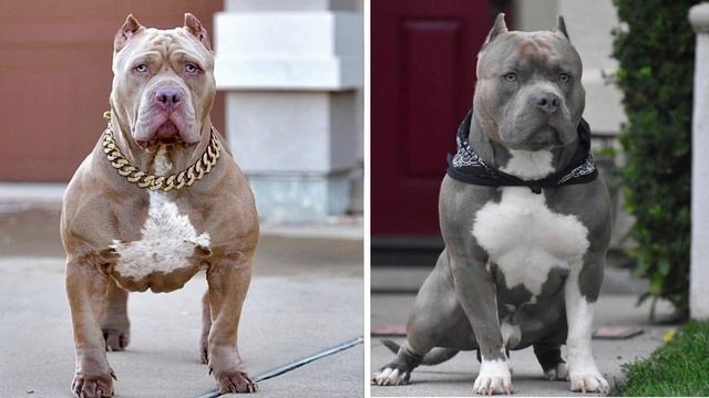 American Bully XL – Standard, Regimen, Bloodlines, Breeding & FAQ смотреть онлайн