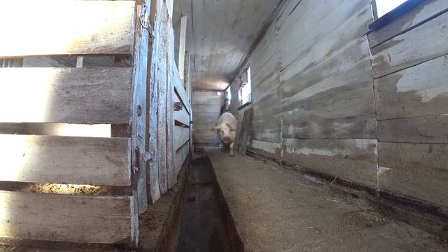 Наш ролик стал причиной гибели чужого телёнка. Какой вес у поросят в 1 месяц. Жизнь в деревне. смотреть онлайн