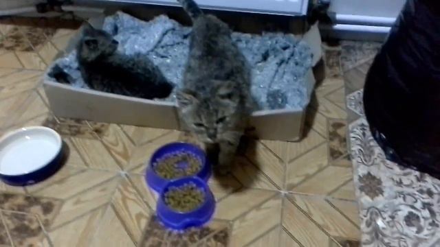 Спасенные котята восстанавливаются смотреть онлайн