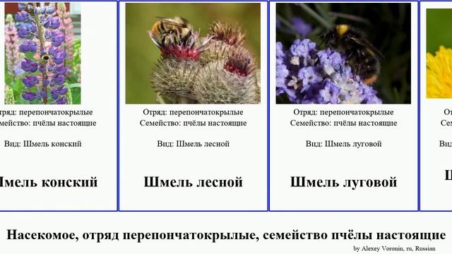 Насекомое, отряд перепончатокрылые, семейство пчёлы настоящие шмель шмель-кукушка insect пчела смотреть онлайн