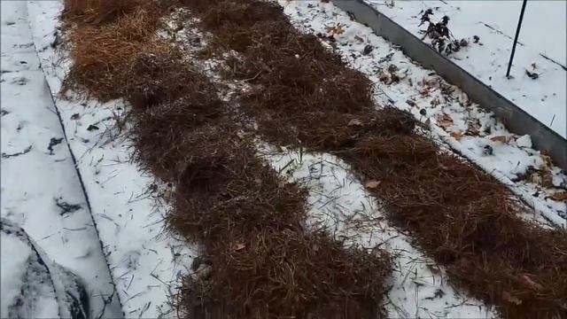 Укрытие земляники на зиму в Сибири смотреть онлайн