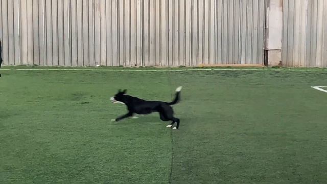 Как научить собаку командам Дрессировка собаки Танцы с собакой Брина. Манеж. 06.02.2023 г. смотреть онлайн