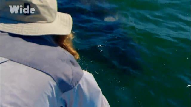 Basse Californie ou la vie marine comme vous ne l'avez jamais vue I WIDE смотреть онлайн