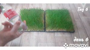 Как быстро и легко  прорастить  пшеницу  в домашних  условиях