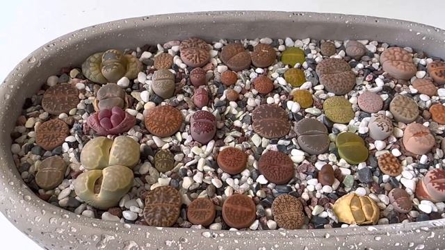 Литопсы/ Lithops. Реакции литопсов на лишнюю воду. Что бывает, если литопсы перелить.? 08.05.2023 смотреть онлайн