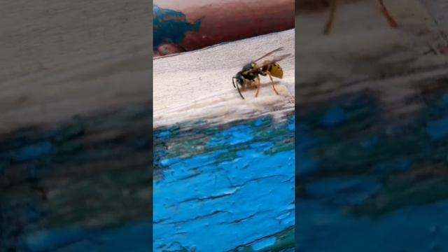 оса громко грызёт древесину. она будет строить дом. #оса #строить #грызть #природа #прогулка #worl смотреть онлайн