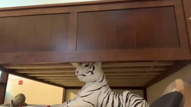 Finally a new Pokémon card video of Pokémon cards at the store! :-) смотреть онлайн