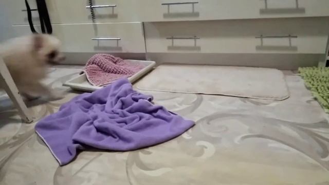 ШПИЦ ТИМКА И ФЕН смотреть онлайн