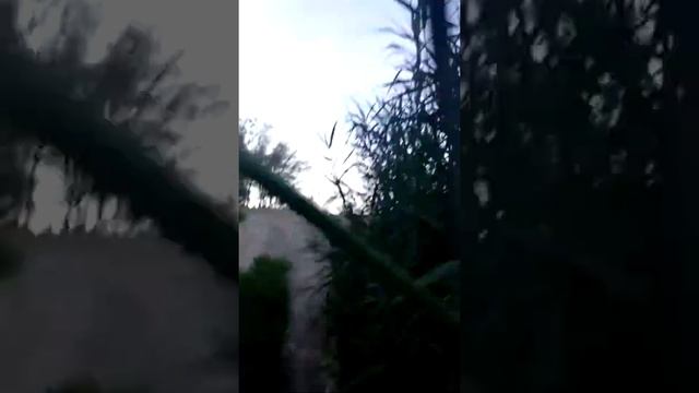 Пробежка . Река Или, заповедник Алтын емель смотреть онлайн