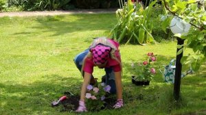 Букетная посадка цветов. Петуния и годеция.