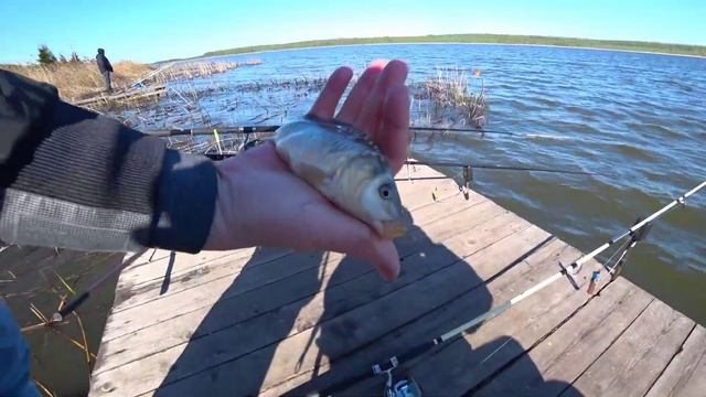 КАРП И КАРАСЬ ВЕСНА / ВЕСЕННЯЯ РЫБАЛКА / ОЗЕРО МЕЖУРА / КАК ЛОВИТЬ КАРПА ВЕСНОЙ / Russian fishing смотреть онлайн