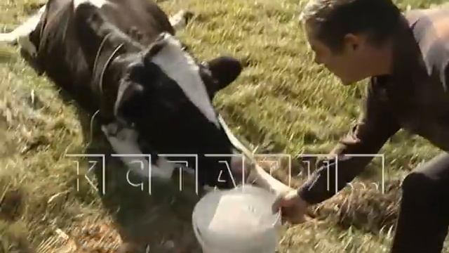 В Автозаводском районе на обочине вот уже два дня лежит и умирает корова смотреть онлайн