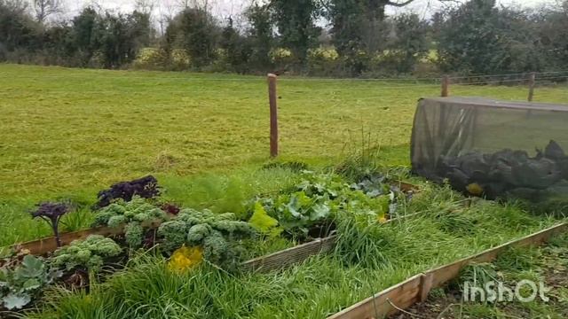 November in the veggie garden - harvesting the Jerusalem Artichokes. смотреть онлайн