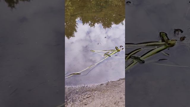 АЛИГАТОР НА КЛЯЗЬМЕ