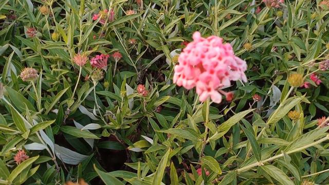 Best flowering creeper plants for garden | peach color flowering creepers plants India смотреть онлайн