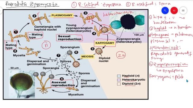 Reproduksi Zygomycota Secara Seksual dan Aseksual - Kingdom Fungi Biologi Kelas 10 смотреть онлайн