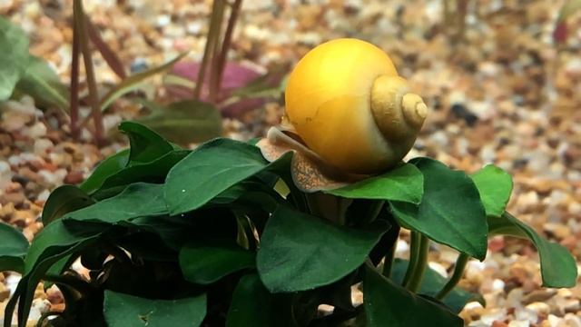 Жизнь ампулярий в аквариуме