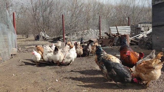 Куры клюют зерно ? смотреть онлайн