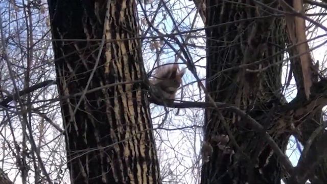 Манжосов яр. Зимняя прогулка. Белки. смотреть онлайн