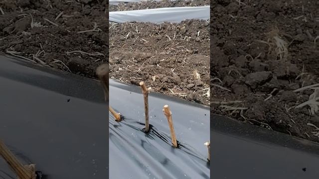 Посадка черенков для корнесобственных саженцев.(Краснодар 04.05.2022г.) смотреть онлайн
